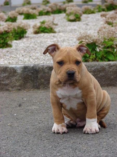 d'Assanne Story - American Staffordshire Terrier - Portée née le 22/03/2016